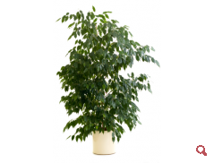 Fikusz benjamina